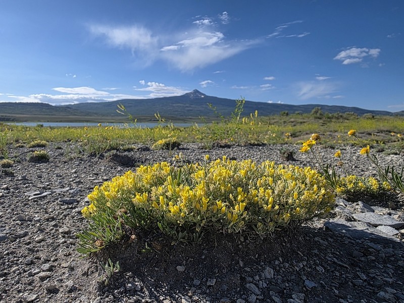 Physaria pulvinata photo 2
