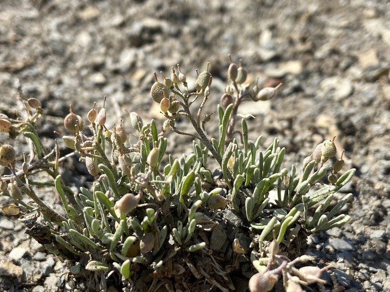 Physaria pulvinata photo 3