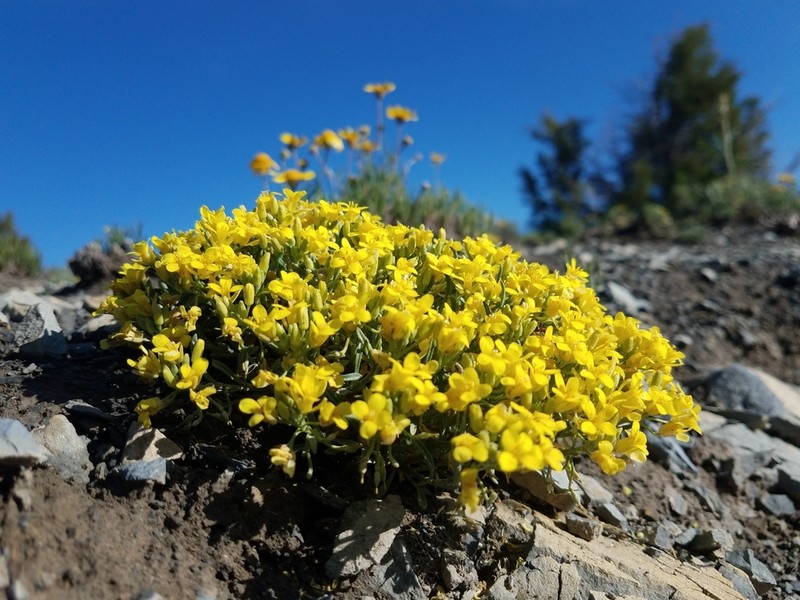 Physaria pulvinata photo 4