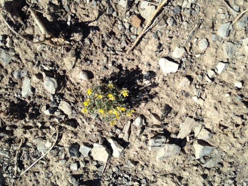 Physaria pulvinata photo 6