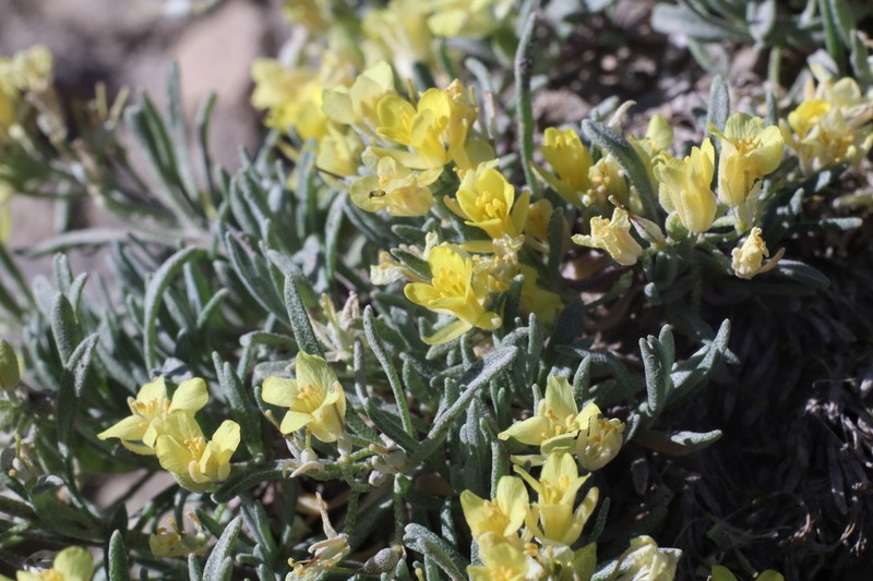Physaria pulvinata photo 7