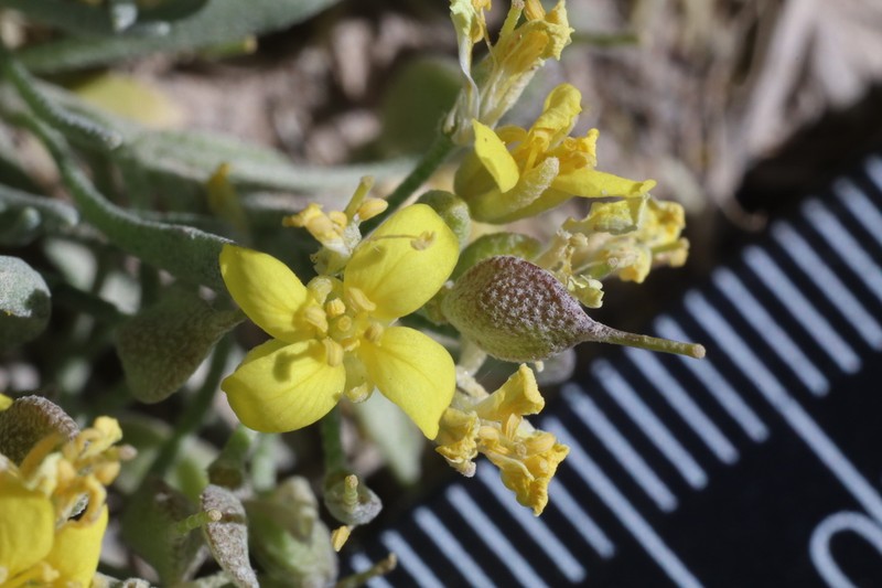 Physaria pulvinata photo 8