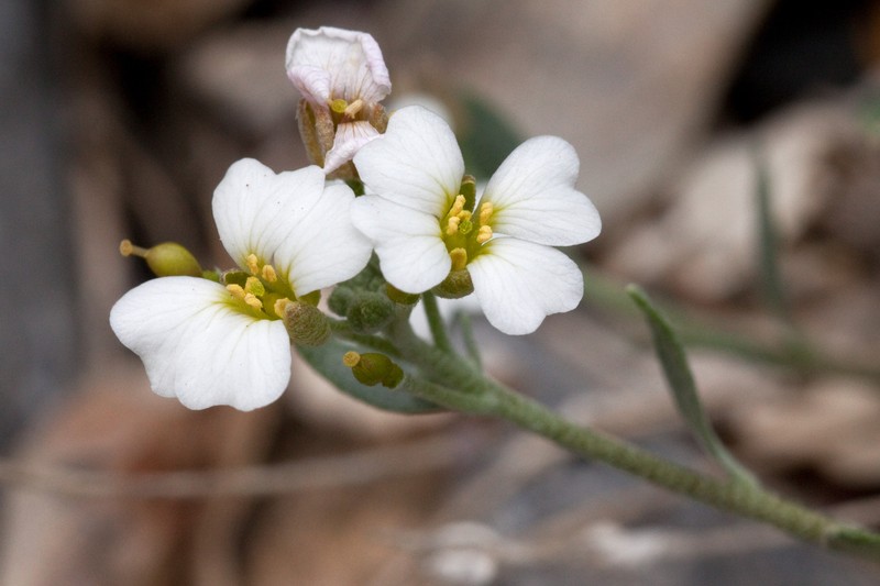 Rose Bladderpod