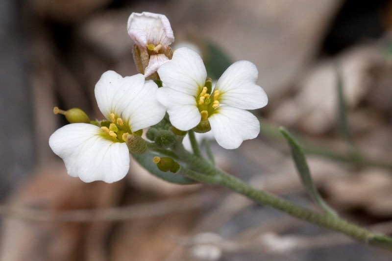 Rose Bladderpod photo 4