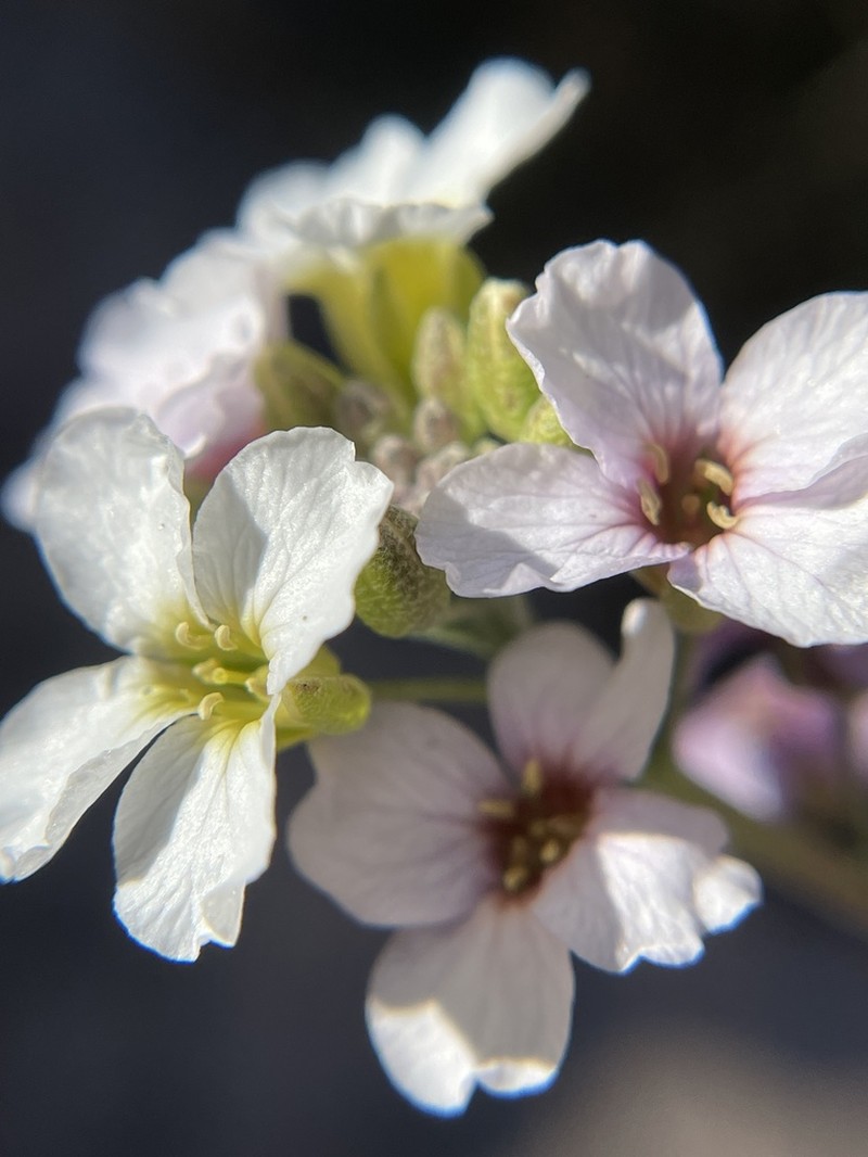 Rose Bladderpod photo 5