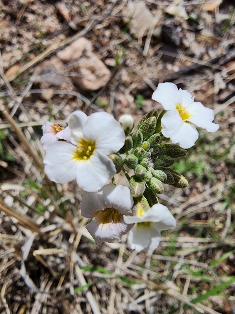 Rose Bladderpod photo 6