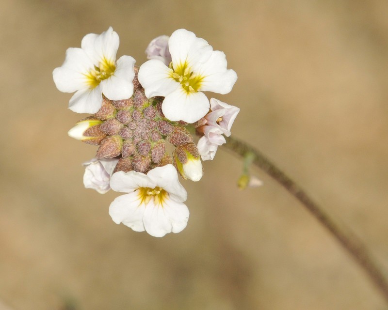 Rose Bladderpod photo 7