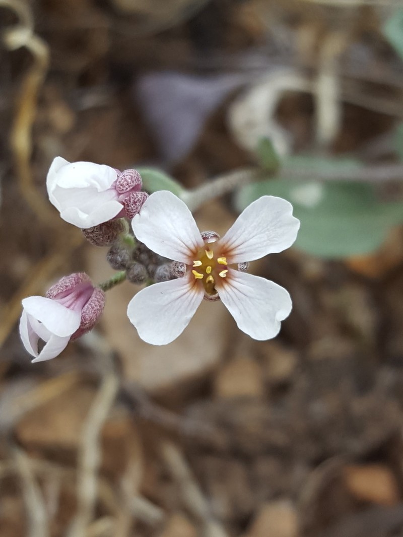 Rose Bladderpod photo 8