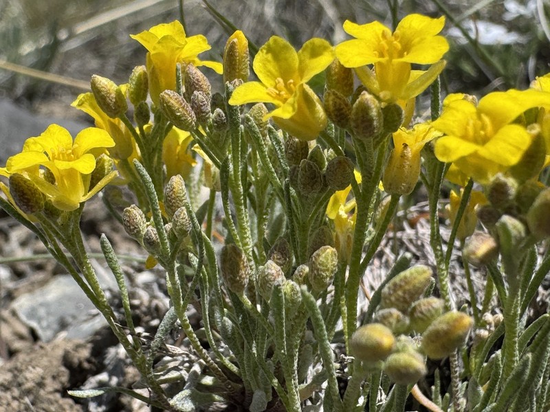 Physaria pycnantha