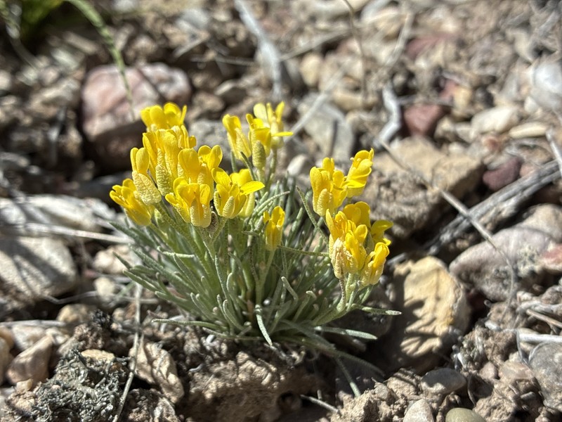 Physaria pycnantha photo 2
