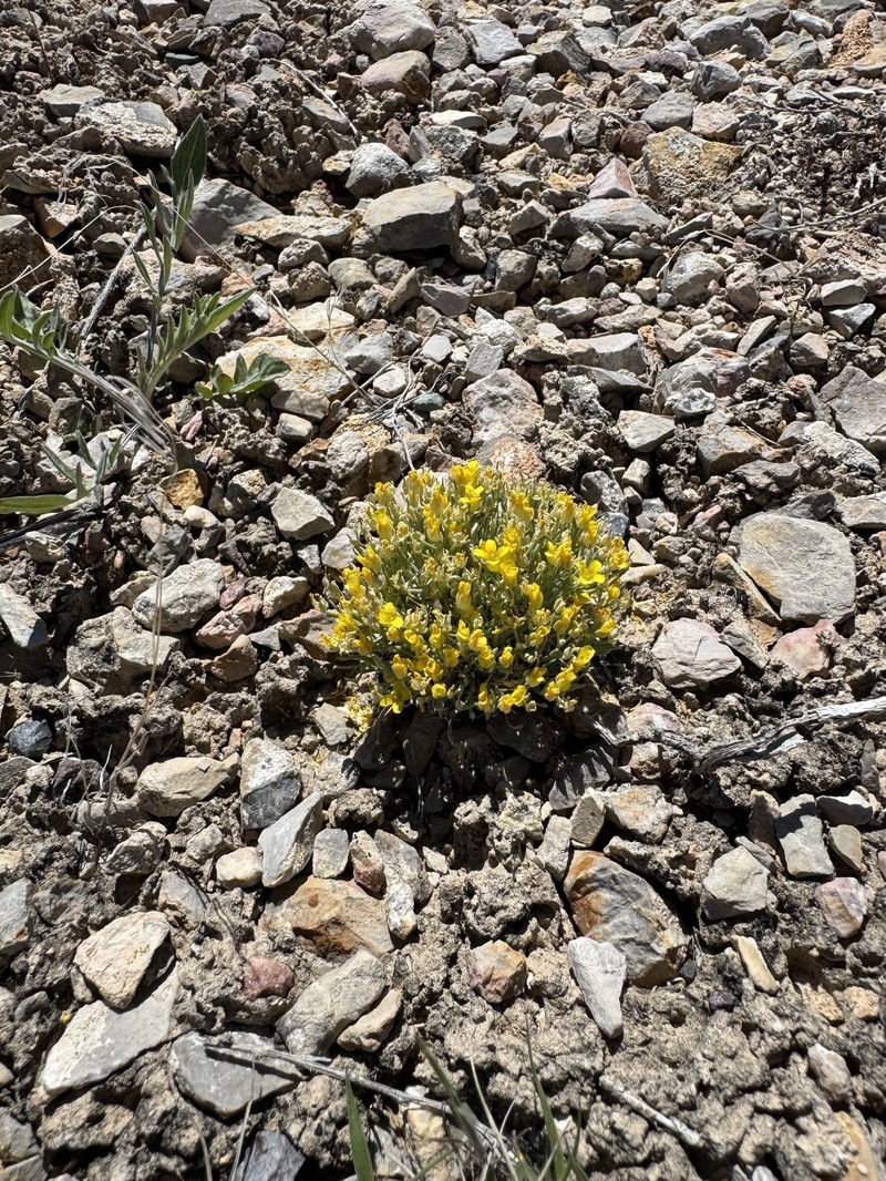 Physaria pycnantha photo 3