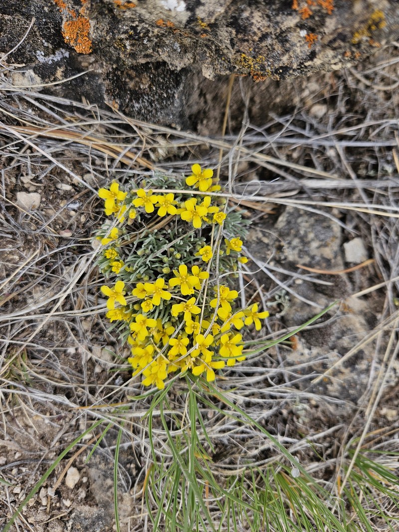 Physaria pycnantha photo 4