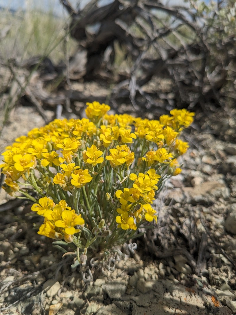 Physaria pycnantha photo 5