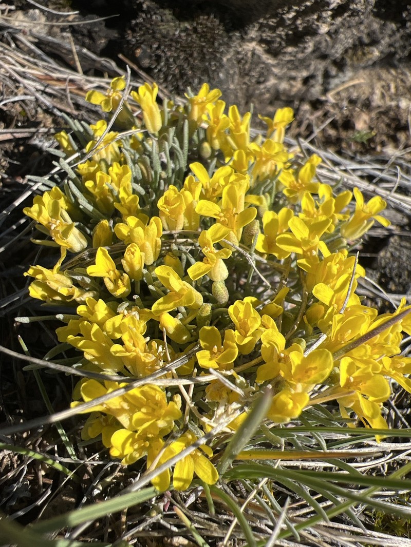 Physaria pycnantha photo 6
