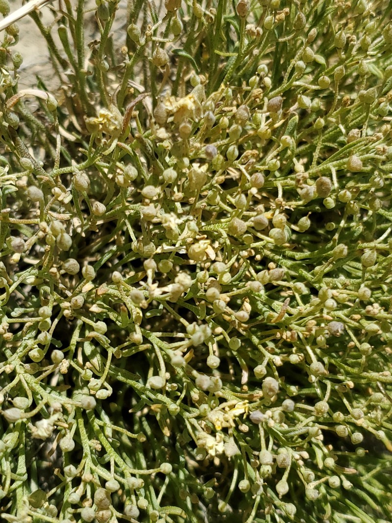 Physaria pycnantha photo 7