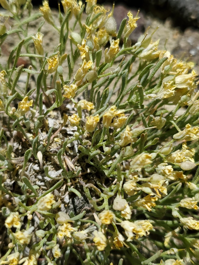 Physaria pycnantha photo 8