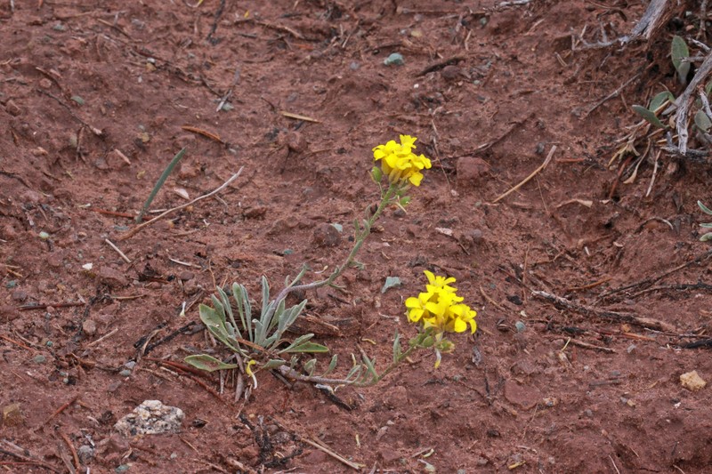 Physaria rectipes photo 4