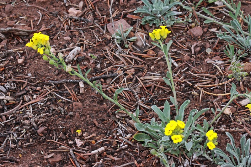 Physaria rectipes photo 5