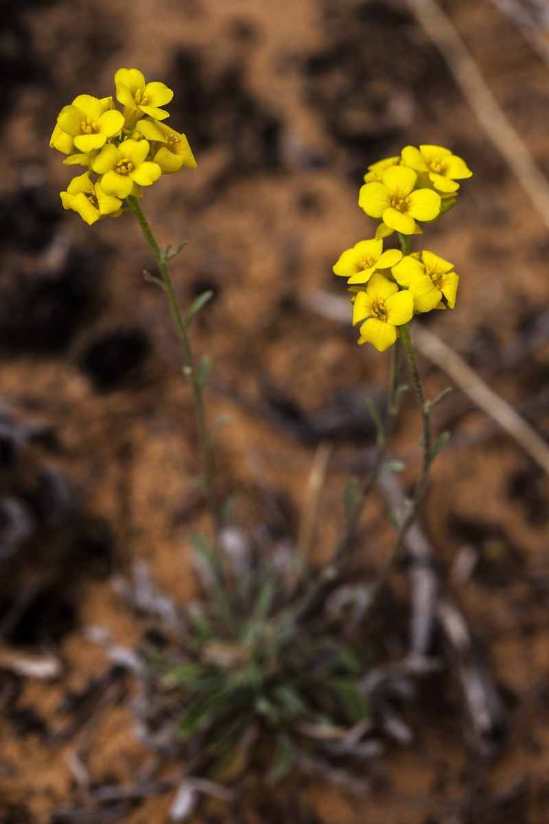 Physaria rectipes photo 2