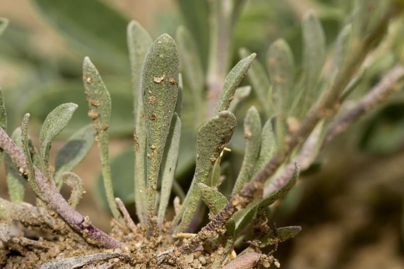 Physaria rectipes photo 3