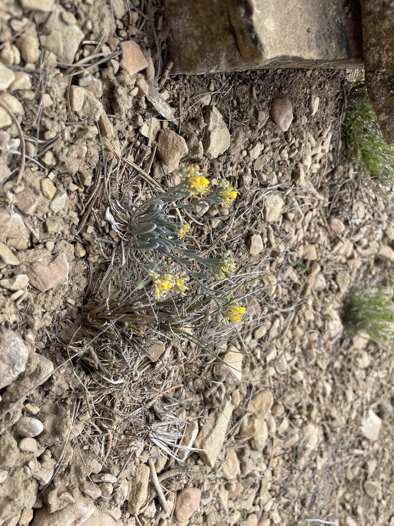 Physaria rectipes