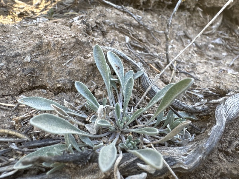 Physaria rectipes photo 2