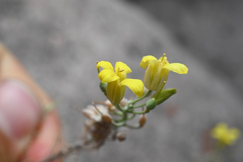 Physaria rectipes photo 3