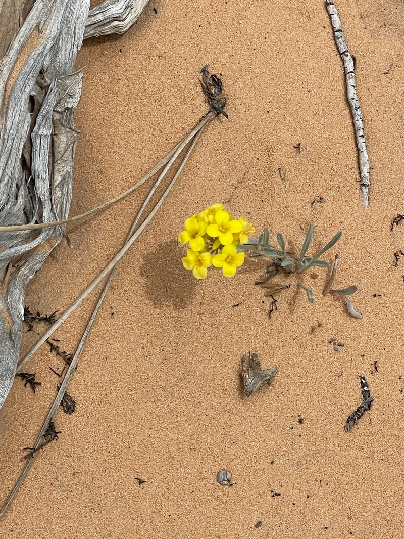 Physaria rectipes photo 4