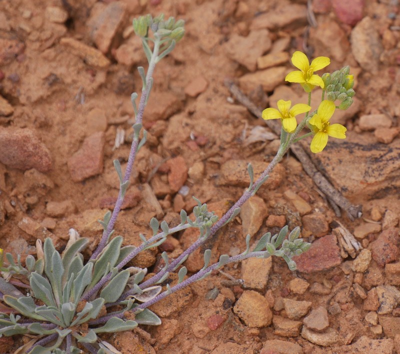 Physaria rectipes photo 5