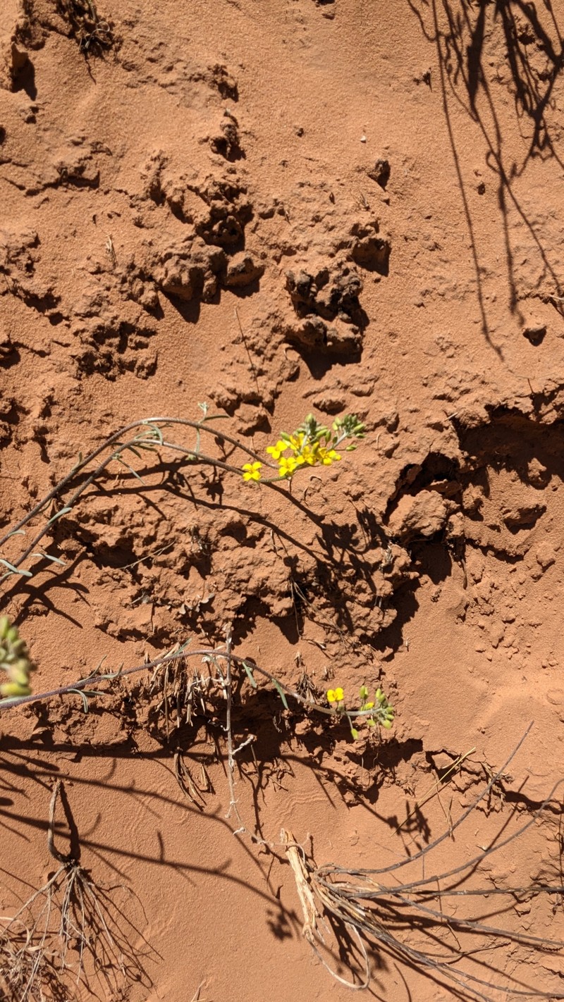 Physaria rectipes photo 6