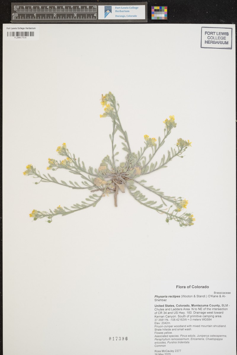 Physaria rectipes photo 7