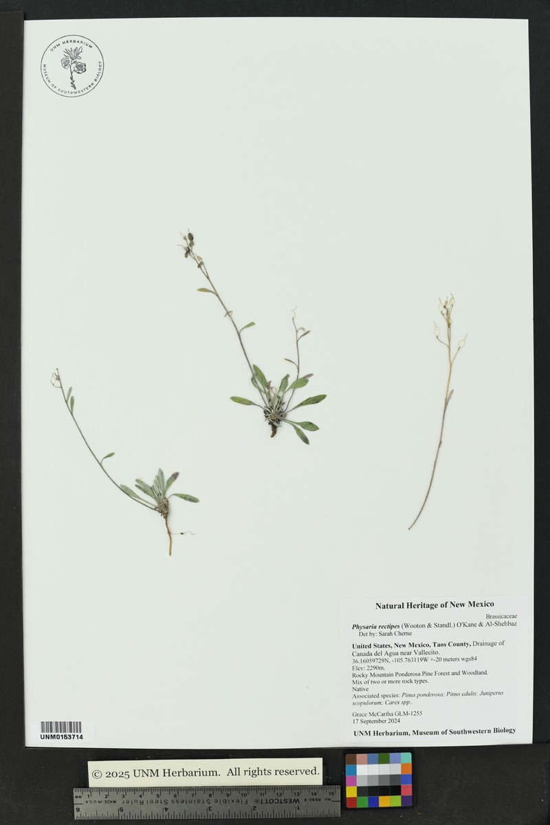 Physaria rectipes photo 8