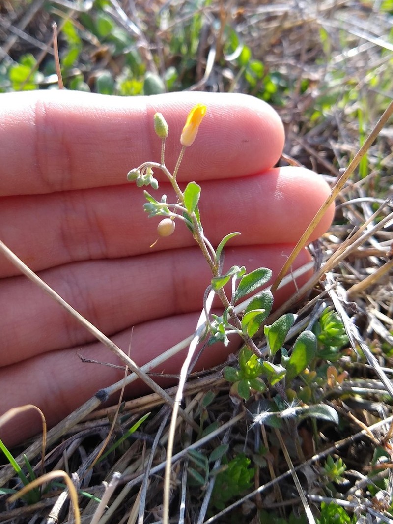 Gaslight Bladderpod