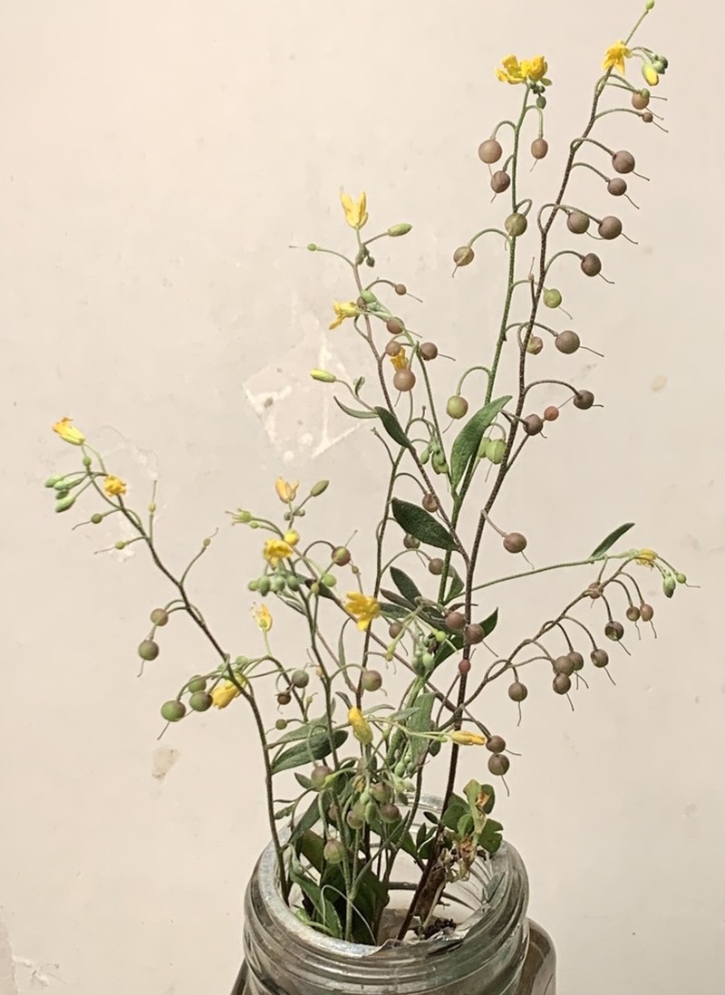 Gaslight Bladderpod photo 2
