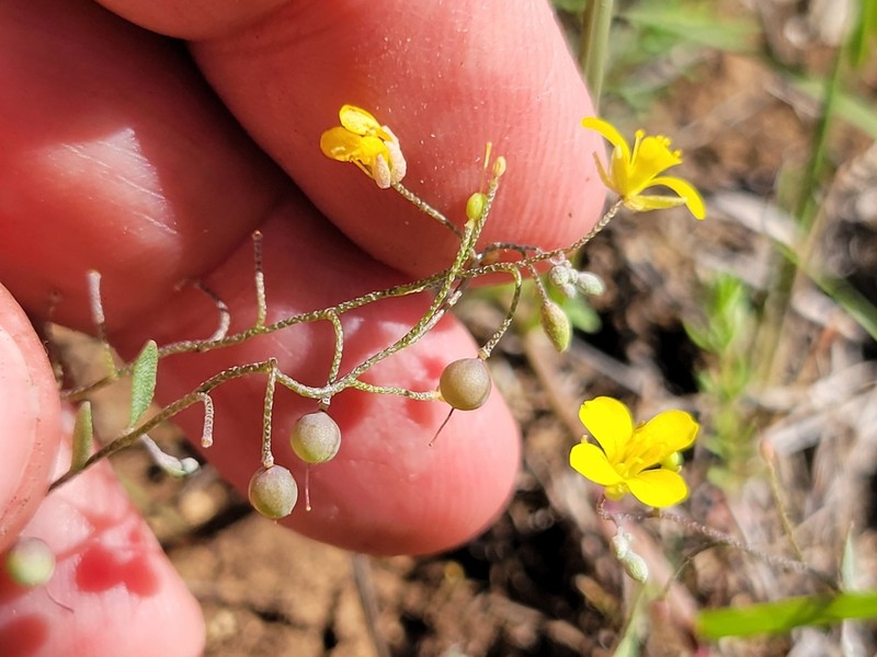 Gaslight Bladderpod photo 3