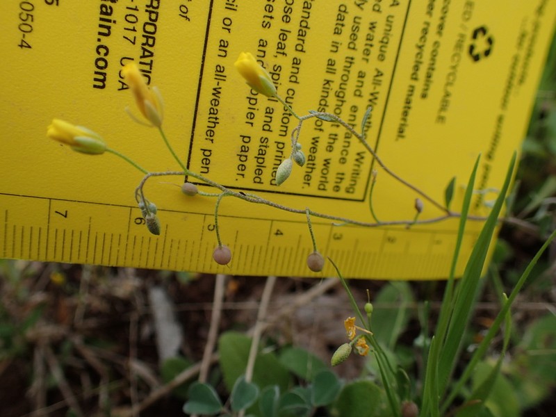 Gaslight Bladderpod photo 4