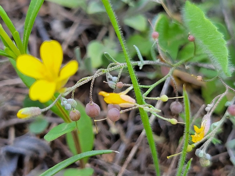 Gaslight Bladderpod photo 5