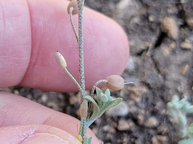 Gaslight Bladderpod photo 6