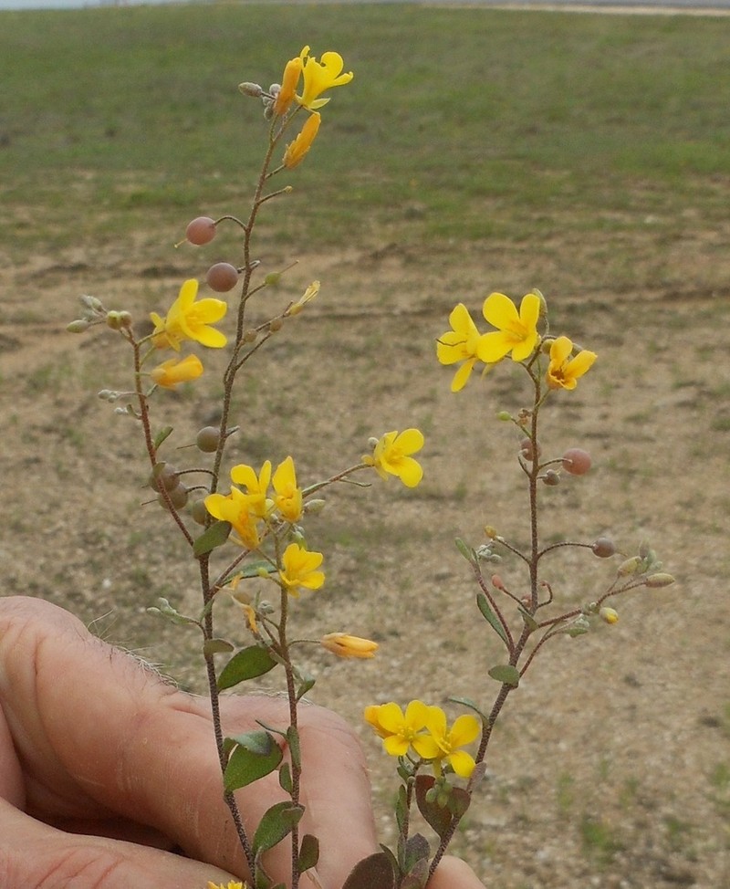 Gaslight Bladderpod photo 7