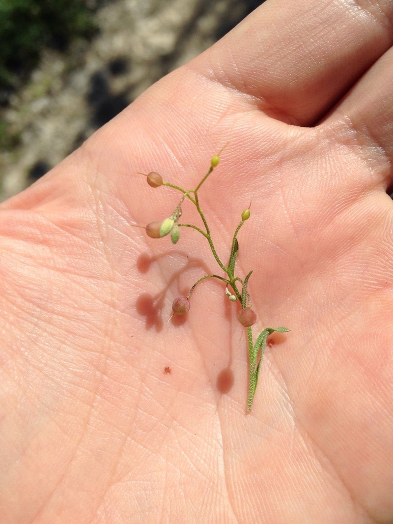 Gaslight Bladderpod photo 8