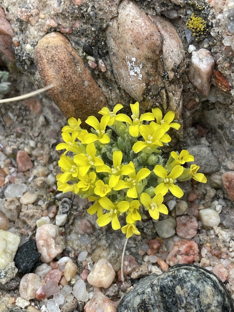 Alpine Bladderpod photo 6