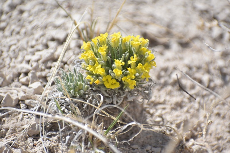 Reed's Twinpod
