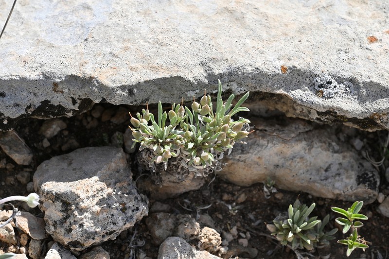 Reed's Twinpod photo 2