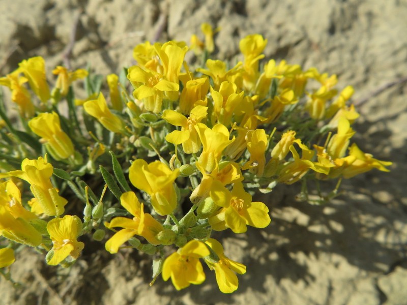 Reed's Twinpod photo 4