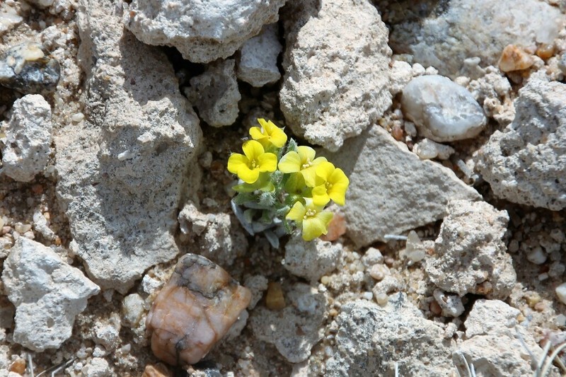 Reed's Twinpod photo 5