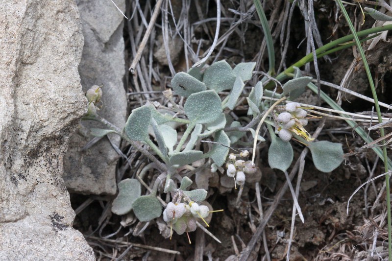 Indian Canyon Twinpod
