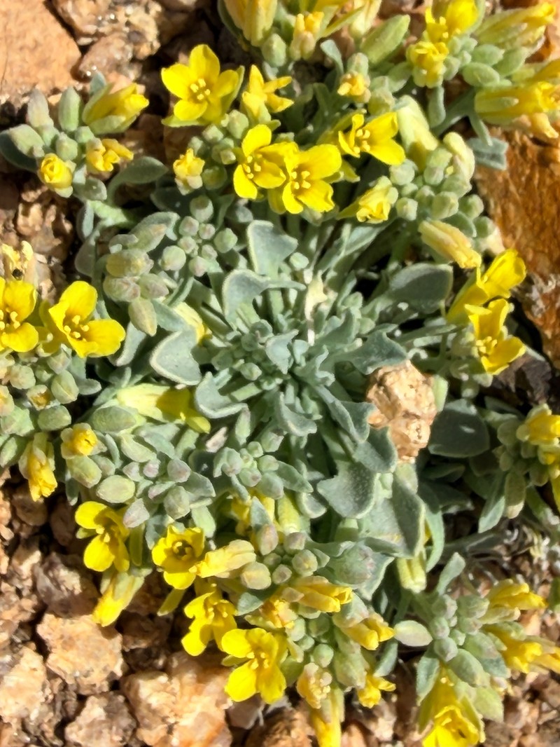 Rollins' Twinpod photo 3