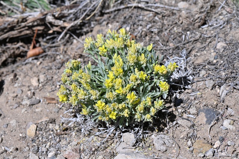 Rollins' Twinpod photo 6