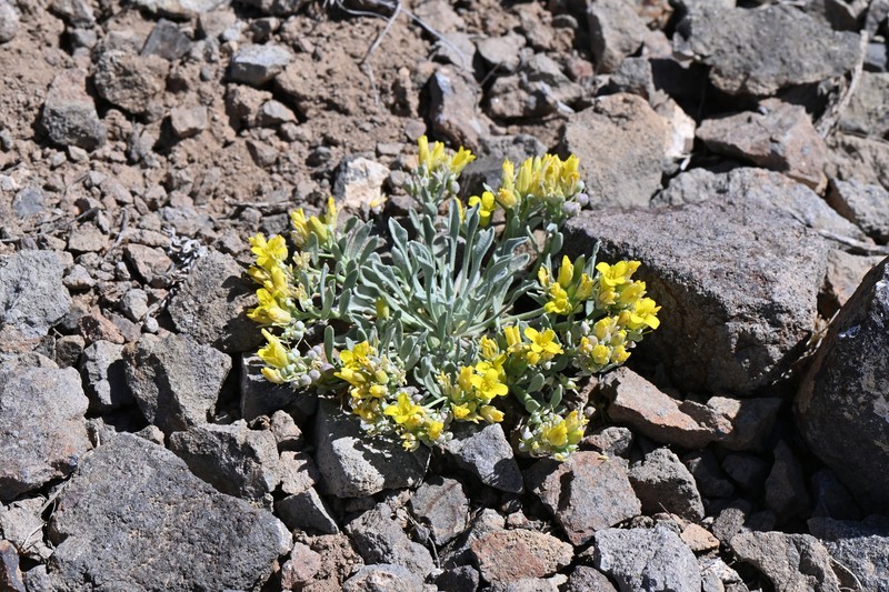 Rollins' Twinpod photo 7