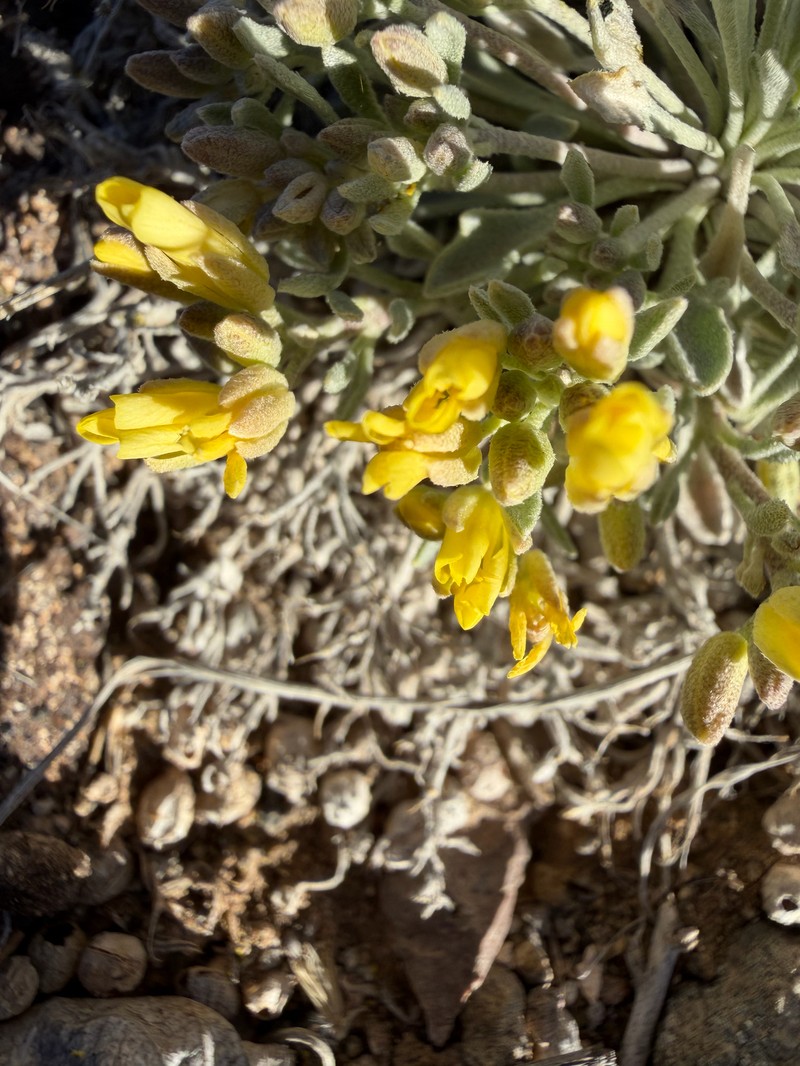Rollins' Twinpod photo 8